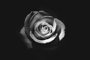 black and white photo of a single rose