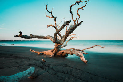 bare wood tree on the beach